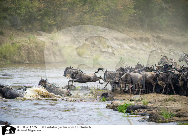 Tierwanderung / Animal Migration / IG-01775