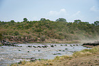 Animal Migration