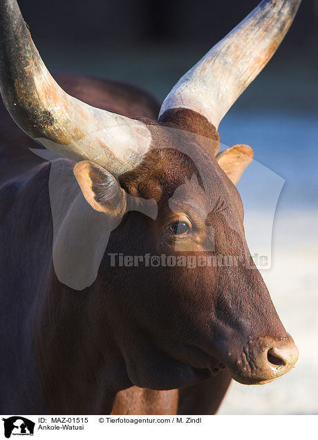 Ankole-Watusi / MAZ-01515