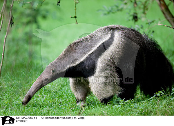 Groer Ameisenbr / antbear / MAZ-05054
