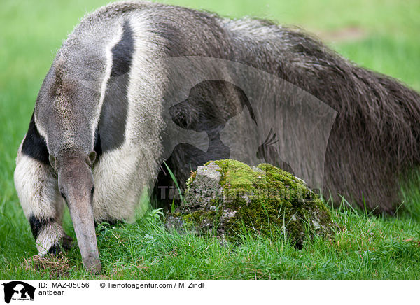 Groer Ameisenbr / antbear / MAZ-05056