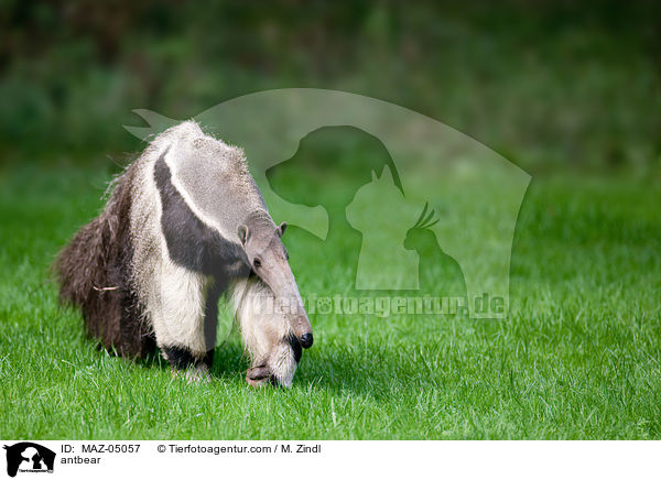 Groer Ameisenbr / antbear / MAZ-05057
