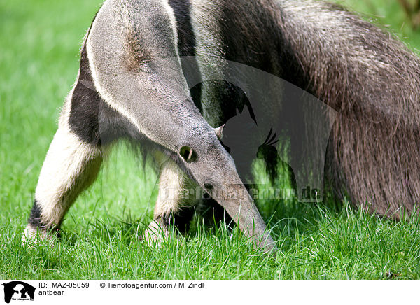 Groer Ameisenbr / antbear / MAZ-05059