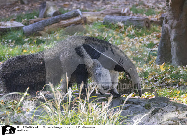Groer Ameisenbr / antbear / PW-02724