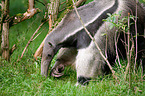 antbear