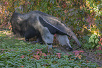 antbear