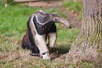 anteater