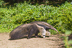 anteater