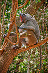 Anubis baboon