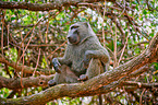 Anubis baboon