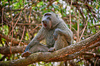 Anubis baboon