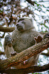 Anubis baboon