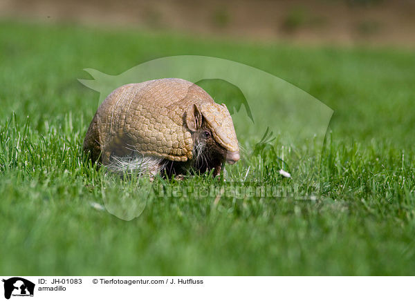 armadillo / JH-01083
