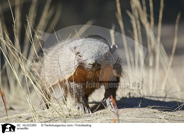 amadillo / HJ-03360