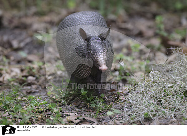Grteltier / armadillo / FF-12792