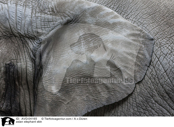 asian elephant skin / AVD-04165