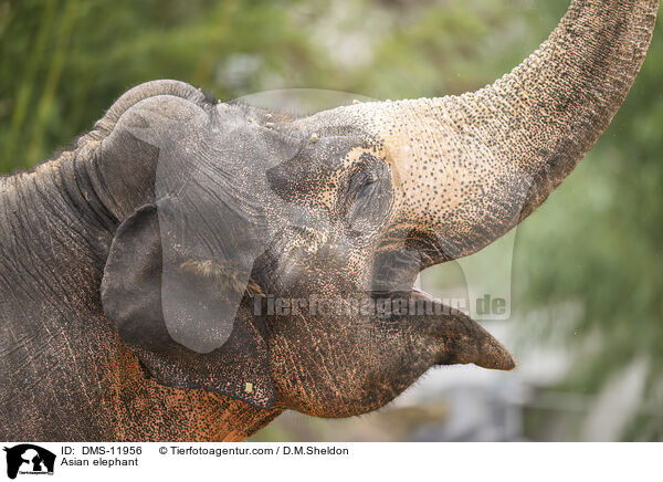 Asian elephant / DMS-11956