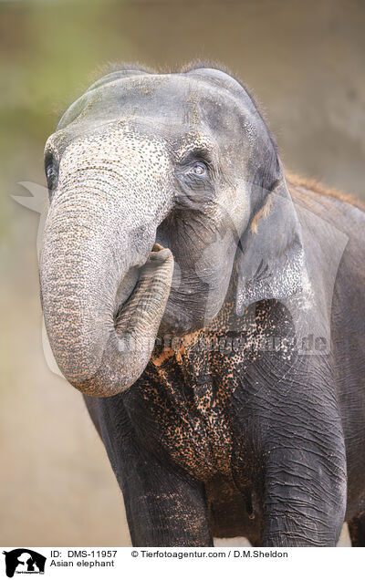 Asian elephant / DMS-11957