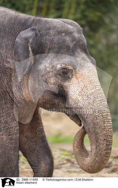 Asian elephant / DMS-11958