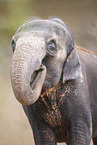 Asian elephant