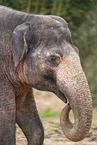 Asian elephant