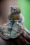 Asiatic striped squirrel