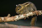 Asiatic striped squirrel