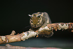 Asiatic striped squirrel