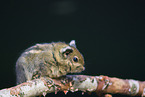 Asiatic striped squirrel