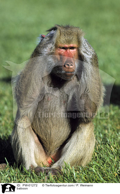 Pavian / baboon / PW-01272