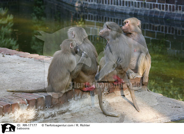 baboons / RR-17177