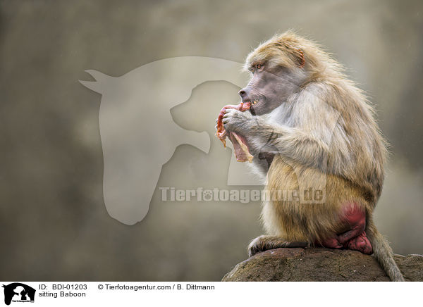 sitzender Pavian / sitting Baboon / BDI-01203