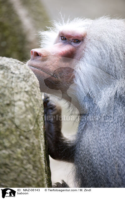 Pavian / baboon / MAZ-06143