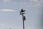 baboons