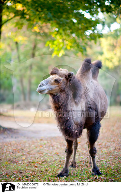 Trampeltier / Bactrian camel / MAZ-05672