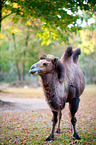 Bactrian camel