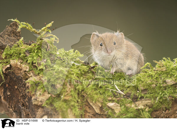 bank vole / HSP-01688
