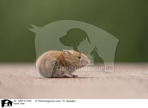 Rtelmaus / bank vole / HSP-01703