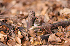 bank vole
