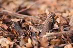 bank vole