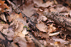 bank vole
