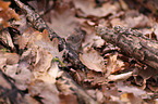 bank vole