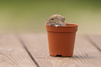 bank vole