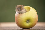 bank vole