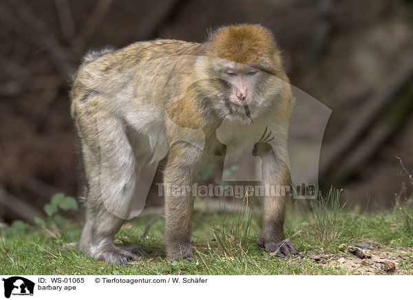 barbary ape / WS-01065