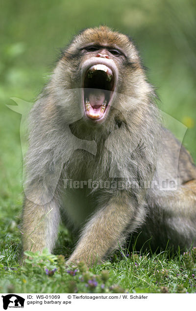 Berberaffe beim Ghnen / gaping barbary ape / WS-01069