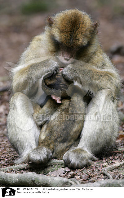 barbary ape with baby / WS-01073