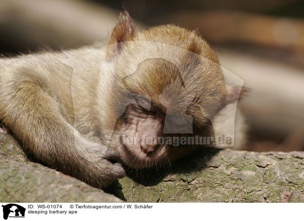 sleeping barbary ape / WS-01074