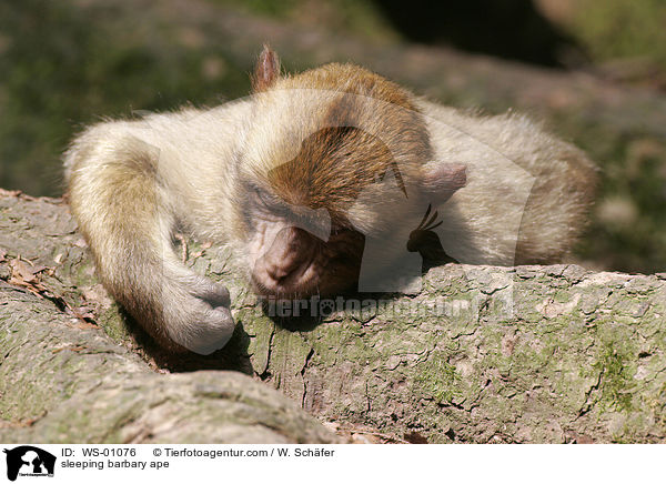 sleeping barbary ape / WS-01076