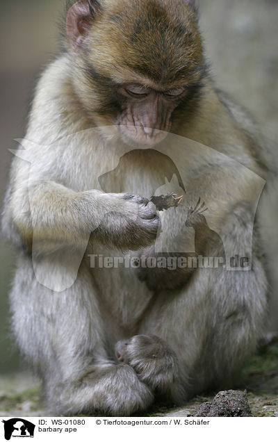 barbary ape / WS-01080